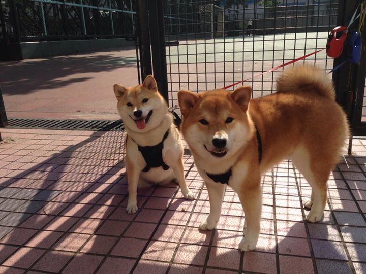 莱万个人能力撕裂南半球防线!友谊赛闪耀见证巨星绝对统治