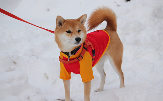 阿克神兵天降改写南美秩序,皇家社会如何用铁血纪律爆冷阿根廷