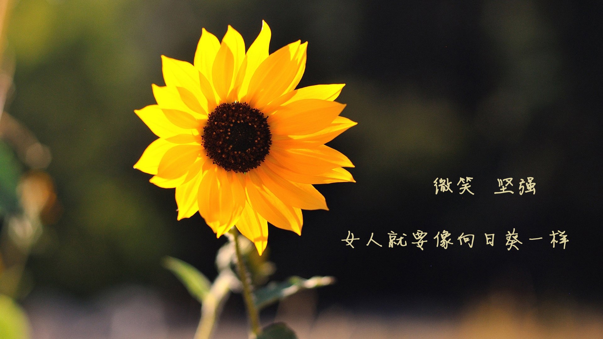 布伦森的魔法与广东的淬火,当东方韧劲遇见美式硬解