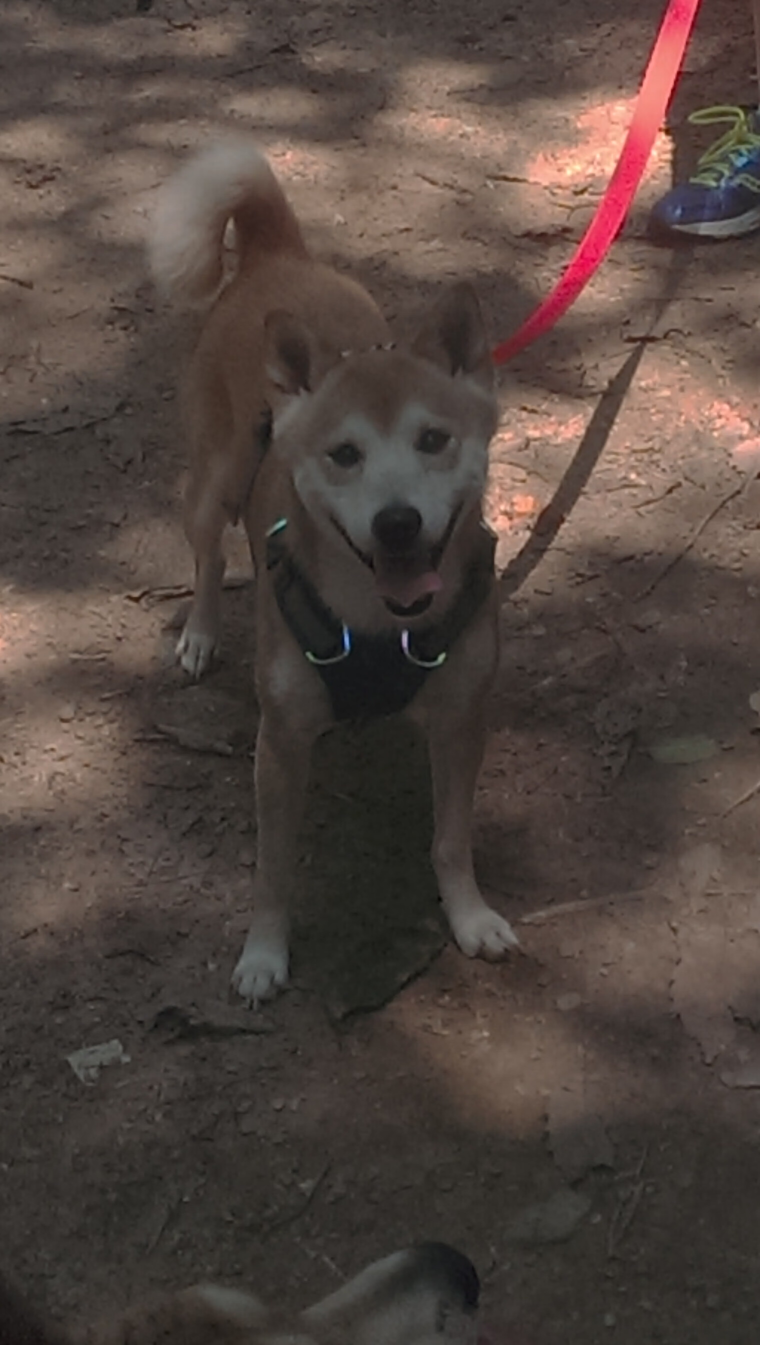 决胜局之光,坎特关键一击助荷兰球队淘汰比利亚雷亚尔