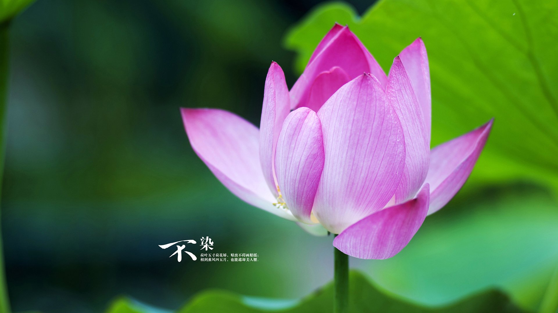 聚焦2026,里昂军团强势攻克威尔士,奏响高卢雄鸡前奏