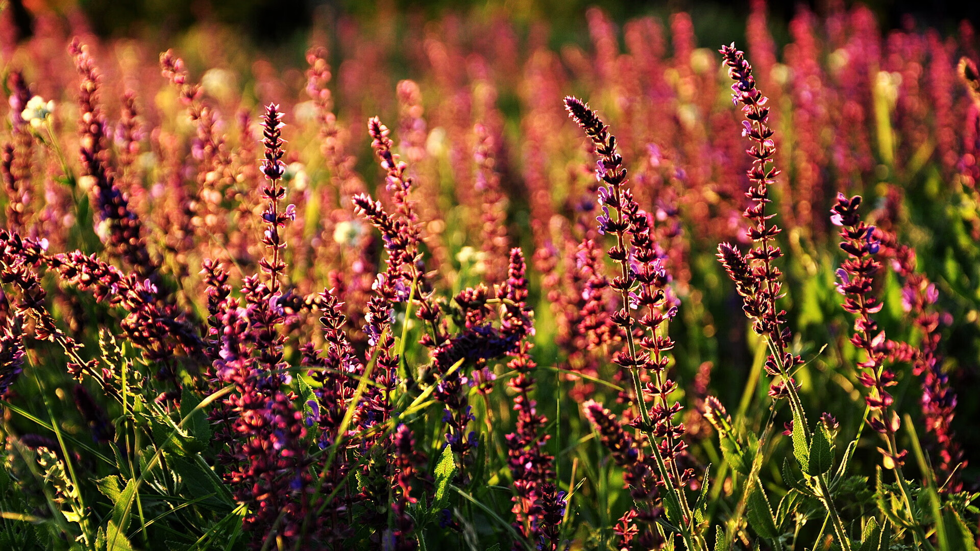 资本北上，智慧南行，当加拿大金元邂逅马德里竞技的旧梦与若日尼奥的新证