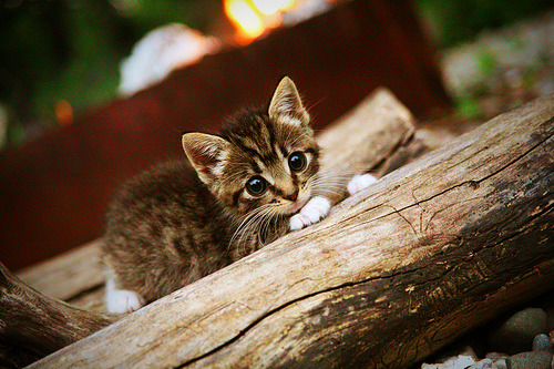 德甲争冠焦点战与吉林队爆冷鹈鹕，体育冷门的双重奏