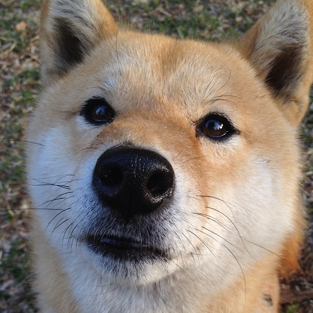 极速与奇迹的交汇，当F1胎痕划过足球绿茵的夜晚