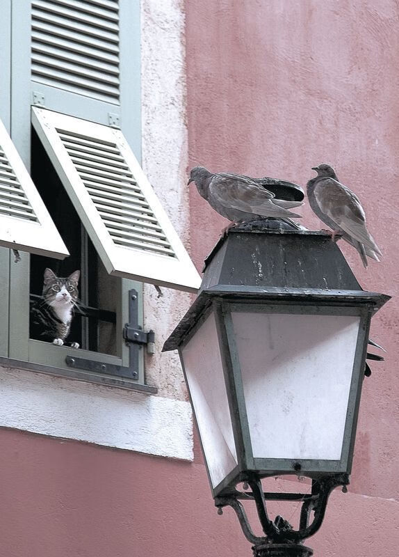 当新疆队打出库里南式比赛，一场跨越地域的篮球哲学映照