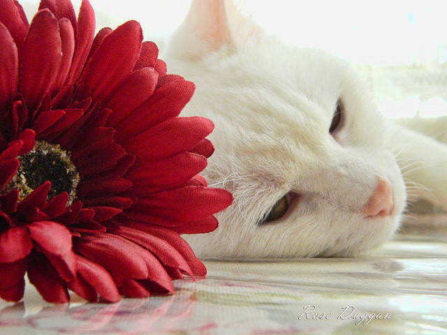 西甲国家德比战火重燃,挪威国家队碾压巴拉圭彰显北欧力量