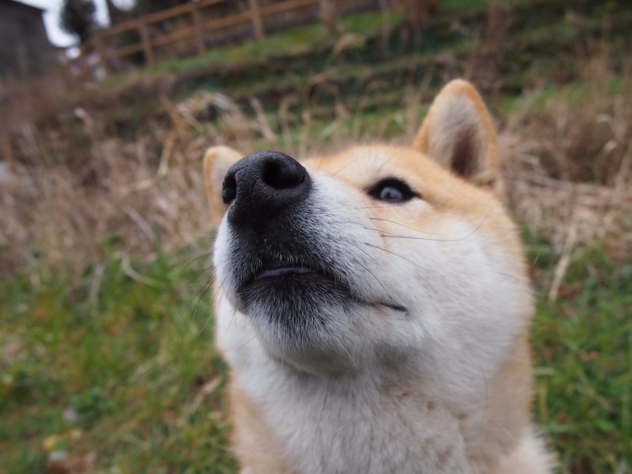 伊布如狮王撕裂天际线!那不勒斯碾压洪都拉斯,展现意式足球绝对统治