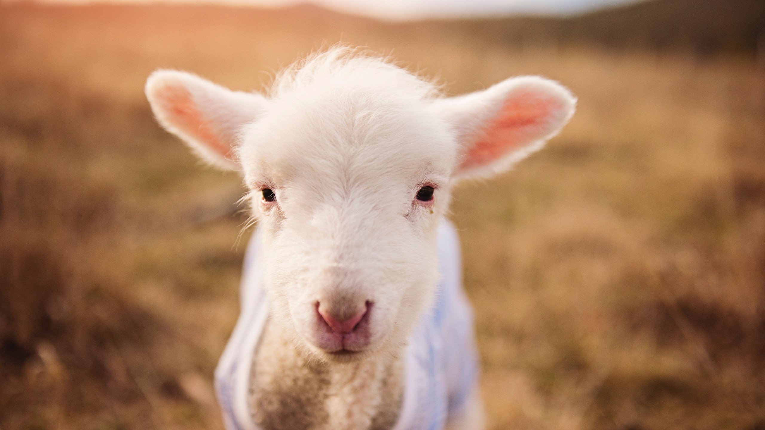 老鹰展翅制霸洛杉矶!戈贝尔内线称雄成关键先生