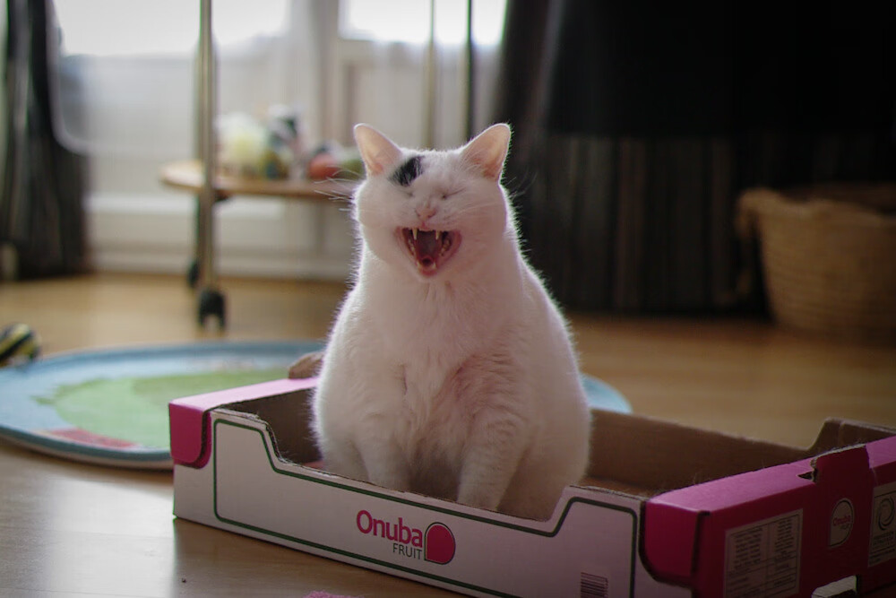 绿光撕裂之夜,杰伦·格林如何成为东决关键战的攻防转换核心