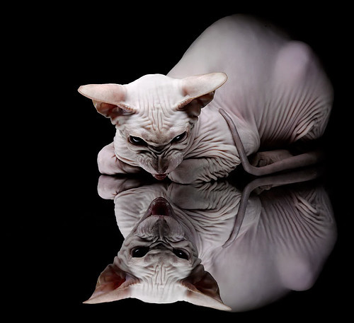 璀璨星光!拉文舞台越大越强,黄蜂加时鏖战力克湖人