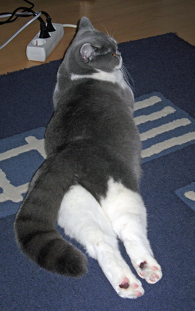 黄蜂终结湖人王朝梦,福克斯总决赛封神接管比赛