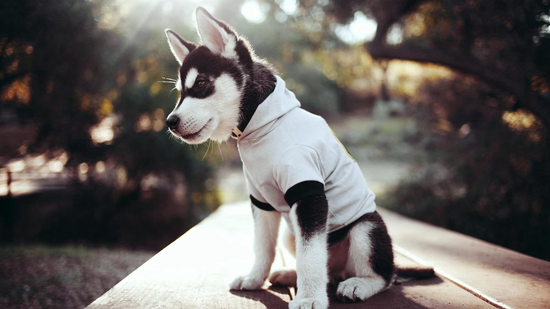 2026世界杯之夜,约基奇,塞尔维亚的沉默扛旗者