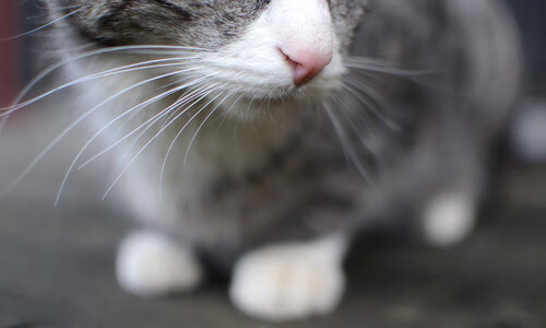 钢铁之幕，卡拉斯科如何用防守艺术让克罗地亚进攻哑火