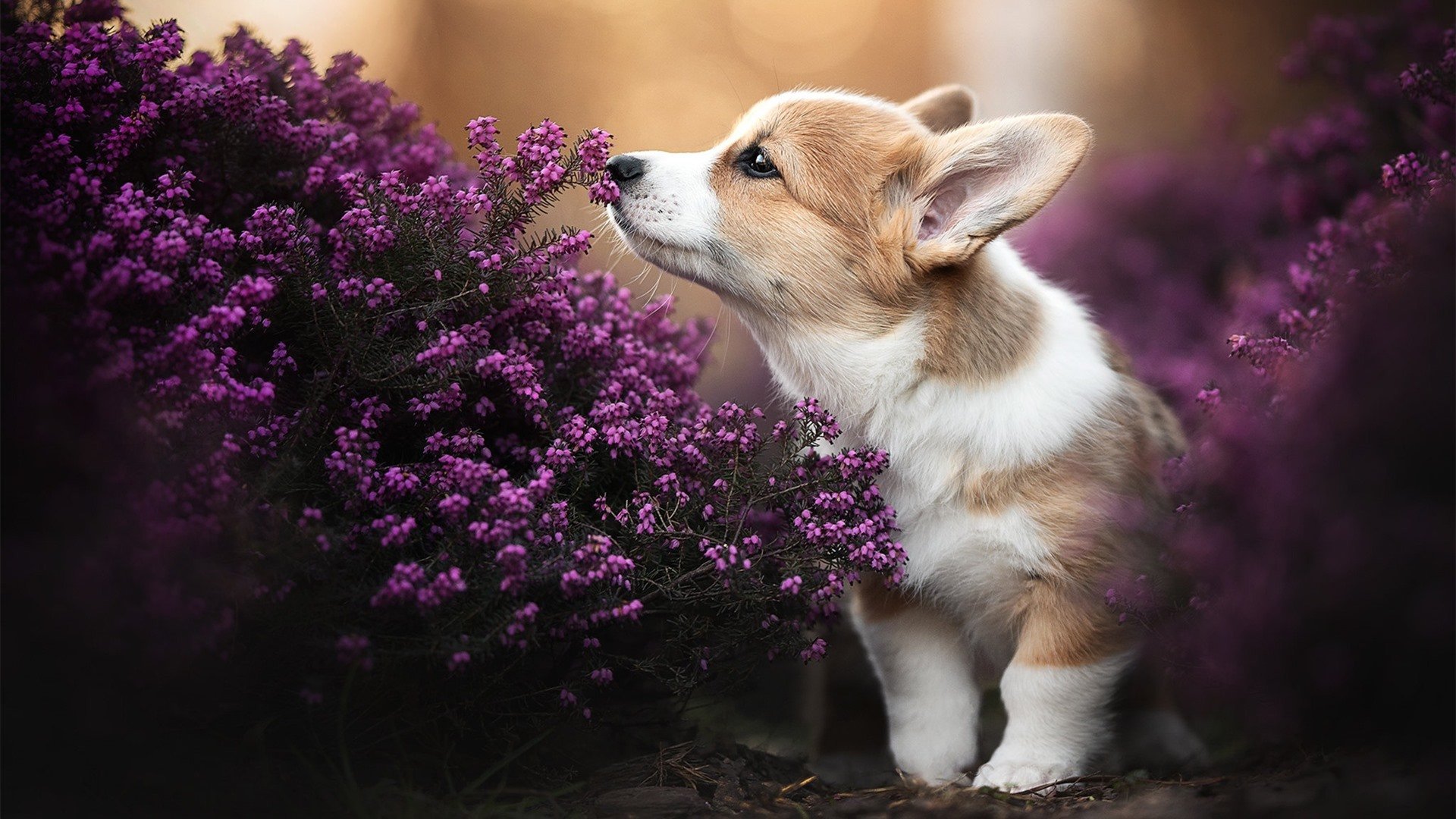 缔造史诗，哥斯达黎加的草根逆袭与阿尔瓦雷斯的生死接管