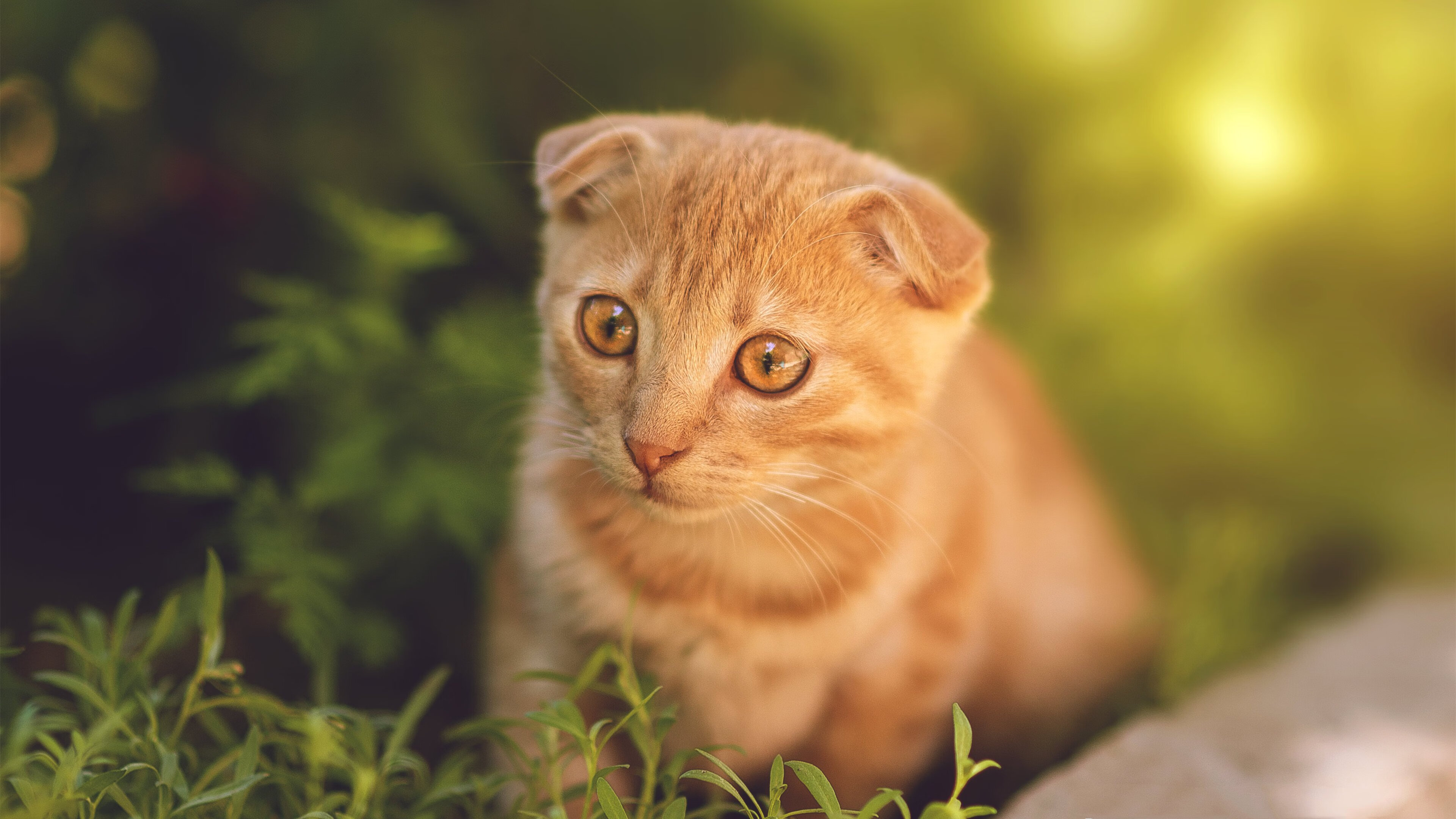 鹈鹕压哨绝杀湖人，马克西关键先生闪耀赛场