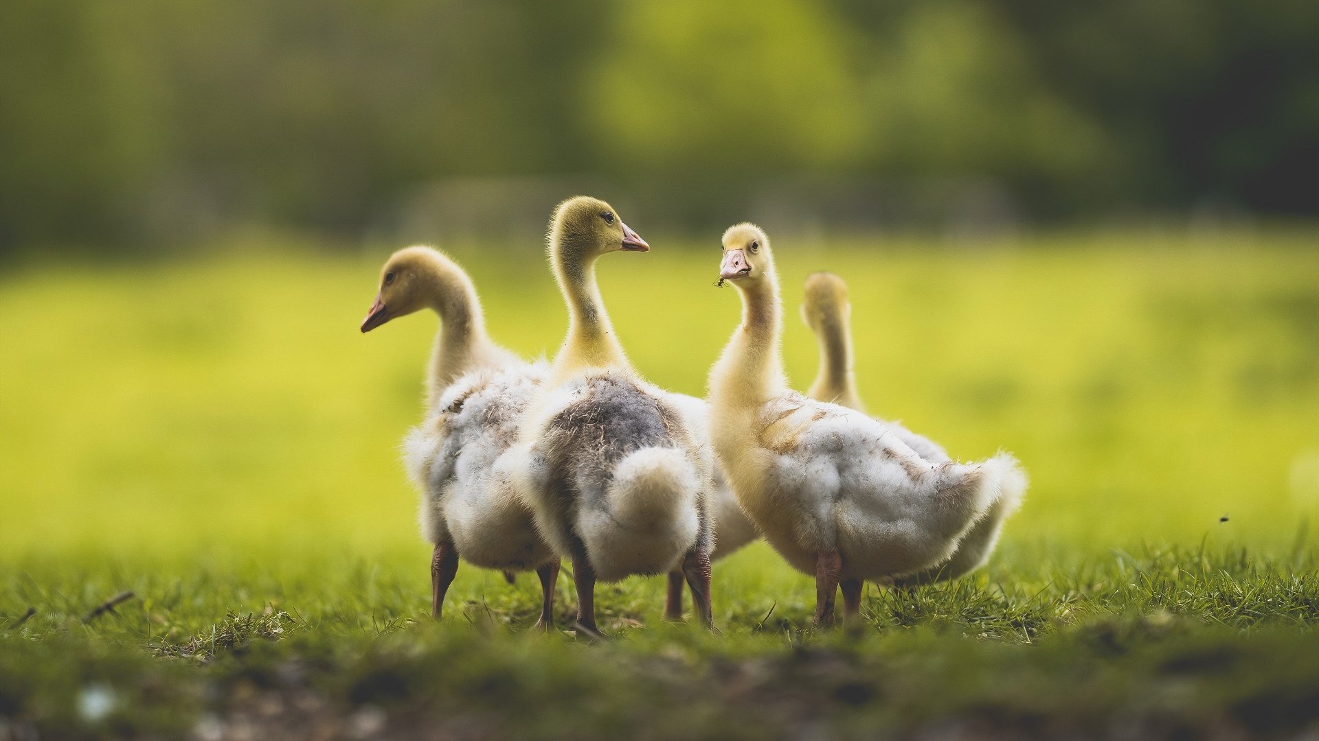 关键之夜，凯恩破茧成蝶，奥运周期焦点战定乾坤