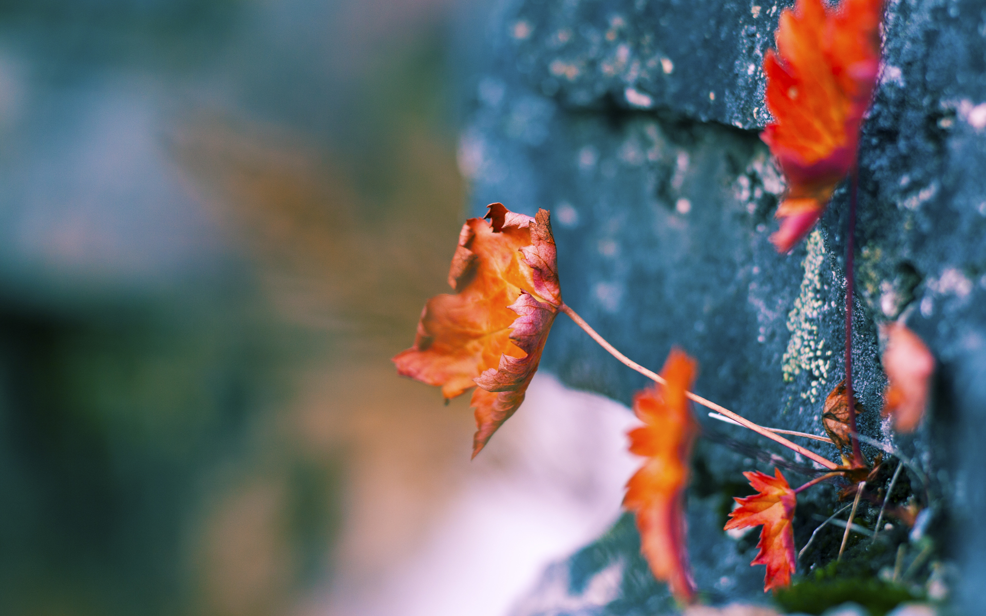 跨界传奇，从冰岛火山到NBA总决赛的体育史诗